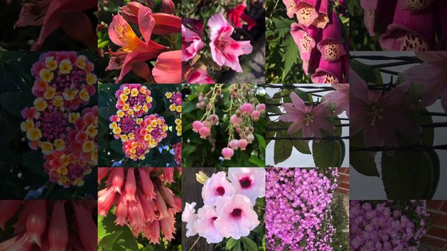 Colors of Santa Cruz смотреть онлайн