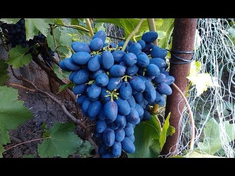Сорт Винограда Кодрянка смотреть онлайн