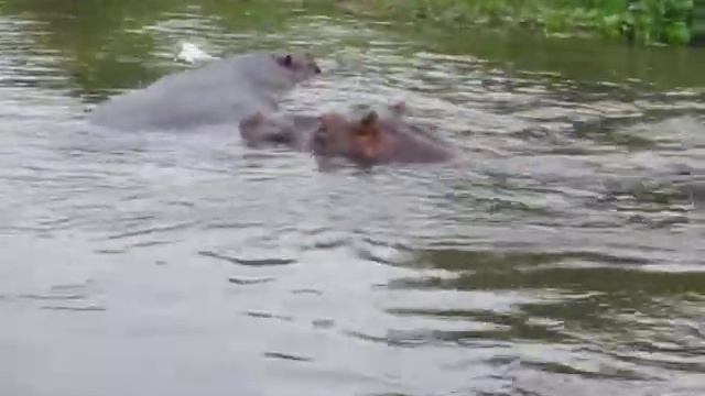 Бегемоты. Уганда. Мерчисон, нацпарк смотреть онлайн
