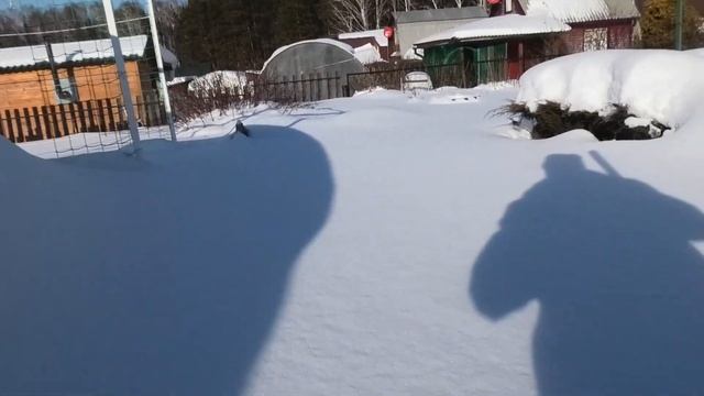 Завалило Сибирь снегом. Иду на дачу спасать теплицу. Бердск, Западная Сибирь смотреть онлайн