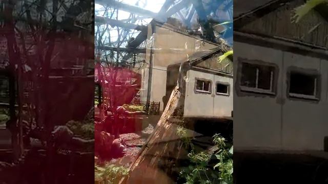 Зоопарк Петербурга:D смотреть онлайн