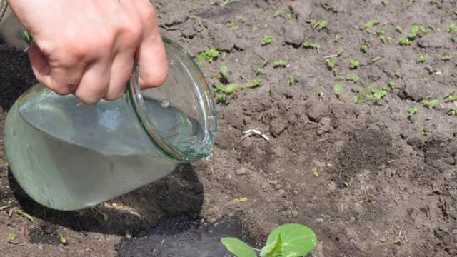 Подкармливаю огурцы во время цветения и плодоношения, чтобы увеличить урожай смотреть онлайн