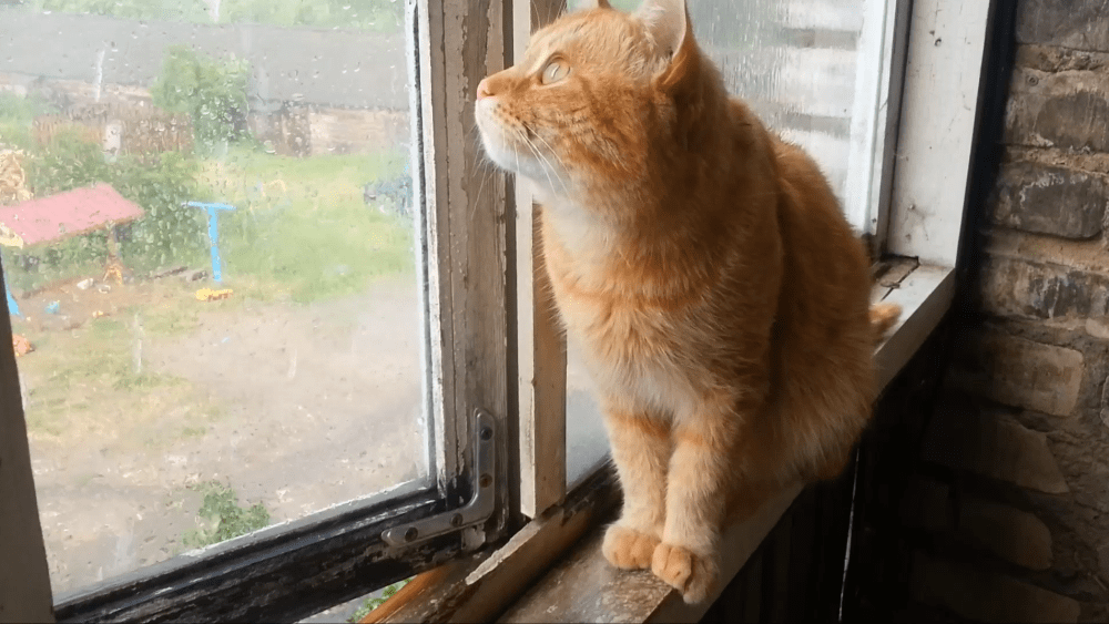 Кошкин дождь смотреть онлайн