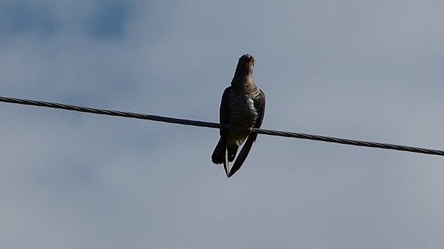 Молчаливая кукушка. смотреть онлайн