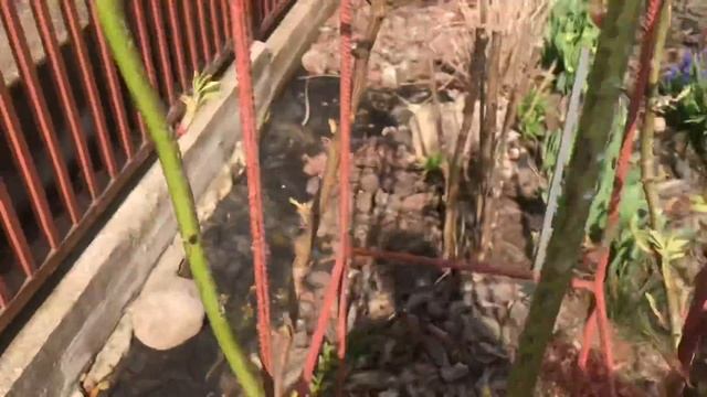 ОПОРЫ для плетистых роз❗️плюсы и минусы ❗️ смотреть онлайн