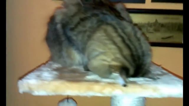 СПЯЩИЕ КОТЫ/ SLEEPING CATS :) смотреть онлайн