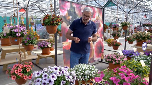 Petunia Sanguna Mega - Syngenta Flowers