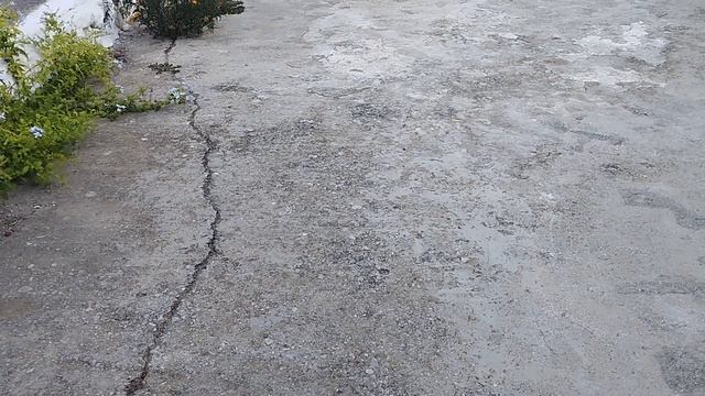 Котик, вокруг дома, базилик смотреть онлайн