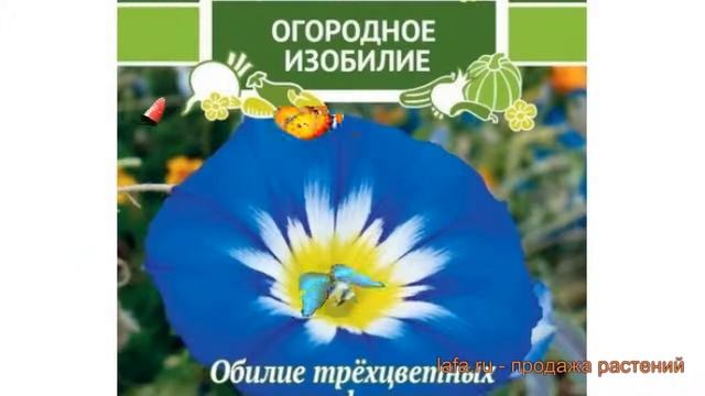 Вьюнок обыкновенный Голубчик (golubchik) ? вьюнок Голубчик обзор: как сажать семена вьюнока Голубчи смотреть онлайн
