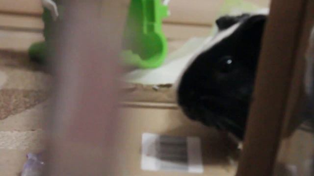 Мои морские свинки Уна и Луна))) #pets #морскиесвинки #питомцы #свиньи #Guineapig смотреть онлайн