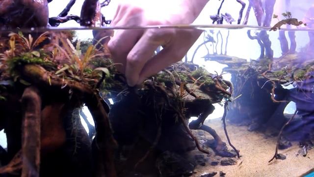 Как приклеить мхи на коряги. Посадка растений. смотреть онлайн