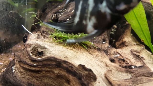 ? Como Enraizar Musgo De Java De Una Manera Fácil (Acuarios MB) смотреть онлайн