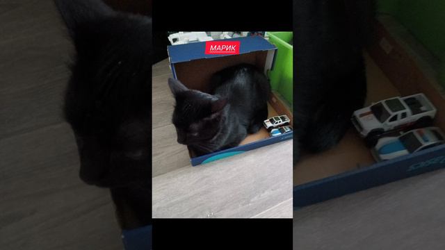 как зовут моих котов