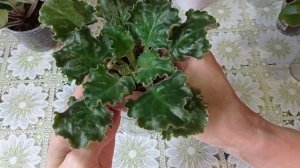 Пятна на листьях фиалок. Почему портятся листья? Мой опыт.