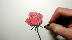 Как просто нарисовать Розу