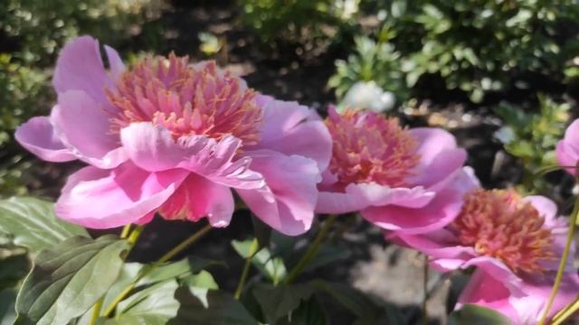 Пион Неон ( Neon )