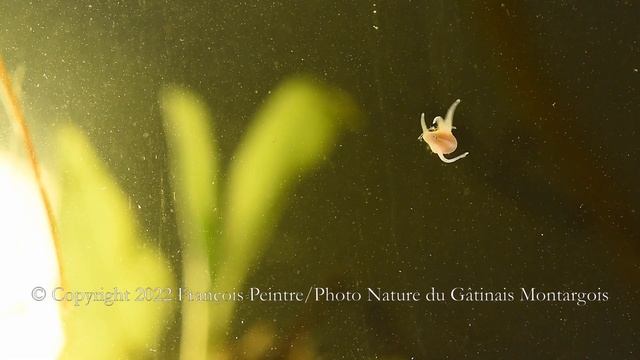 Helobdella et Bdellocephala смотреть онлайн