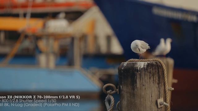 Nikon Z8 8K Video Test смотреть онлайн