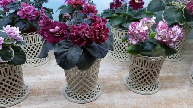 Подставки под фиалки! смотреть онлайн