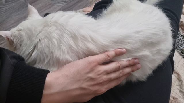 Кот дёргается когда мурлыкает смотреть онлайн
