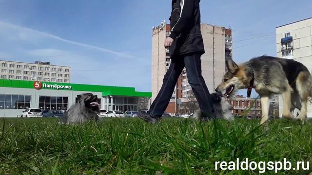 Бес, Михей и Лота.