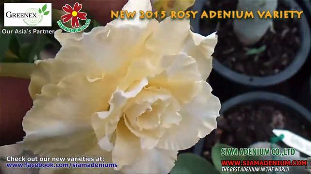 The new 2015 Rosy Adenium смотреть онлайн