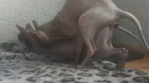 Сфинкс вязка. Кот лажает! Тихая реакция на вязку, спокойная кошечка. Sphynx cat mating.