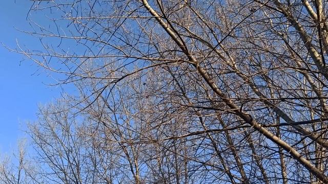 28 января народный праздник День Павла. Народные приметы и традиции. Что делать нельзя. смотреть онлайн