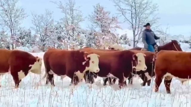 Быки на откорме. Быки Герефорды. Бычки на Продажу. МЭЦ. смотреть онлайн