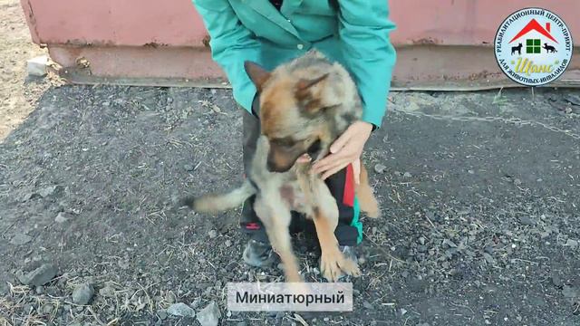 Малыш с пожара ищет дом! смотреть онлайн