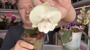ОРХИДЕИ: разделение, обрезание, размножение // уход за орхидеями