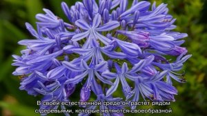 Агапантус: посадка и уход в открытом грунте