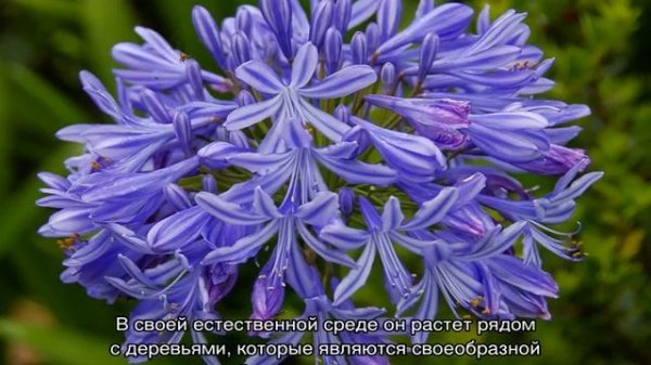 Агапантус: посадка и уход в открытом грунте