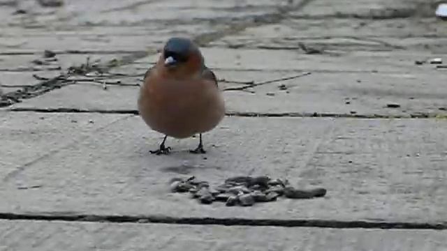 Зяблик ест семечки смотреть онлайн