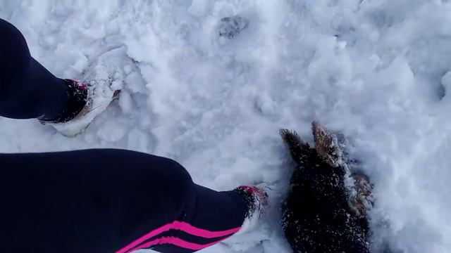 вельш терьер купается в снегу смотреть онлайн