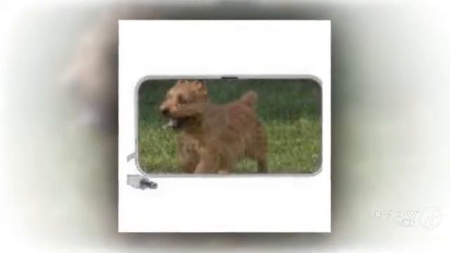 Glen of Imaal Terrier Dog breed смотреть онлайн
