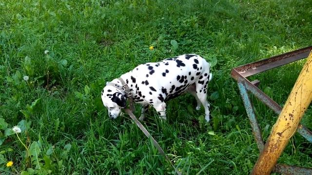 Собака — животное травоядное смотреть онлайн
