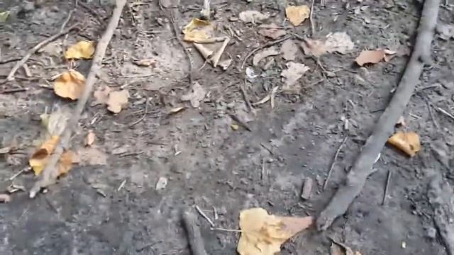 Белки в Нескучном саду