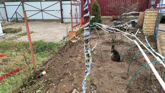 Абрикос "колоновидный" Звездный. смотреть онлайн