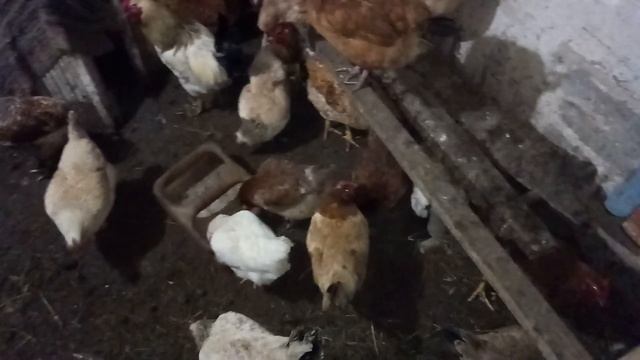Куры обновляют гнёзда, что делать заводчику | 28 ноября 2020 г. смотреть онлайн