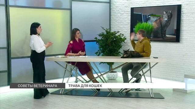 Советы ветеринара: трава для кошек смотреть онлайн