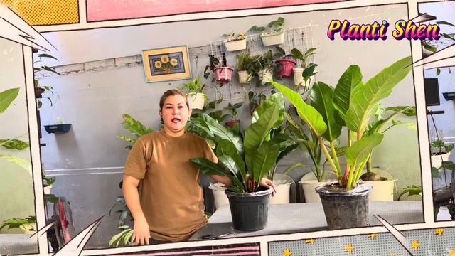 Unboxing my ANTHURIUM RAIN FOREST & GIANT PHILODENDRON GREEN MELALONI 💚💚💚 4/3/2022 смотреть онлайн