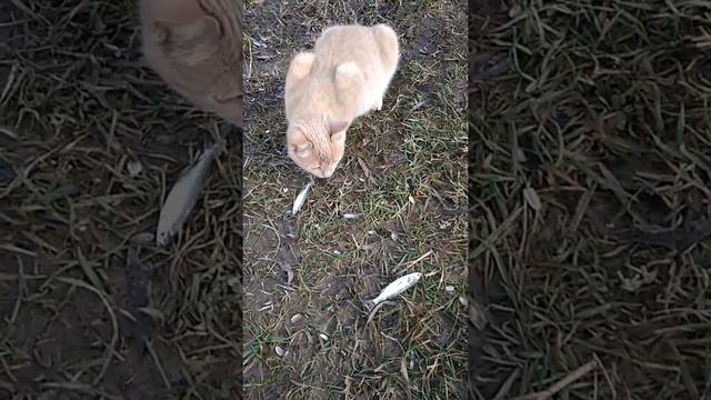 Кот наелся рыбы ! смотреть онлайн