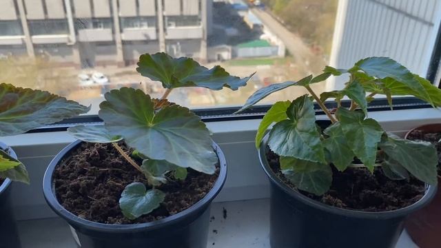 Ампельные бегонии "Фанки Пинк" и "Шансон белая F1". От семян до пересадки в окончательный объем. смотреть онлайн