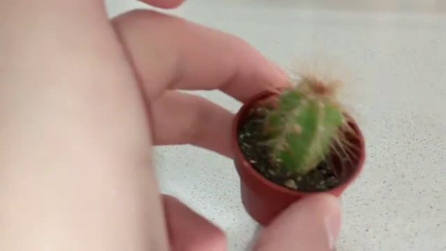Я ВЕРНУЛСЯ 😆 *Новый КАКТУС 🌵* смотреть онлайн