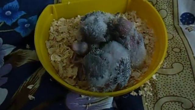 Попугаи. 3.03.2012 смотреть онлайн