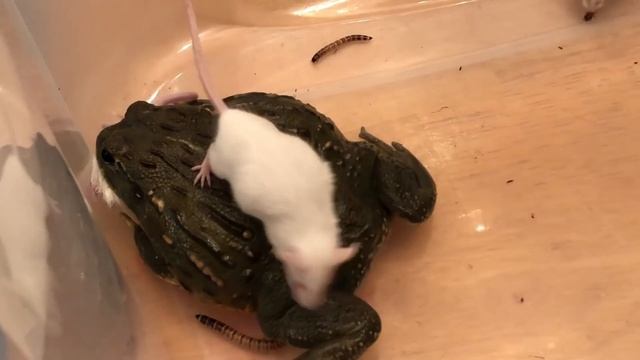 ATTACK of the KILLER FROGS!! *Live Feeding* Thanksgiving Day Special смотреть онлайн