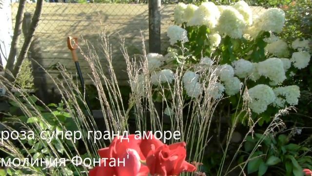 Любимые розы с НАЗВАНИЕМ сортов,которые радуют с каждым годом все больше и больше! Нижний новгород смотреть онлайн