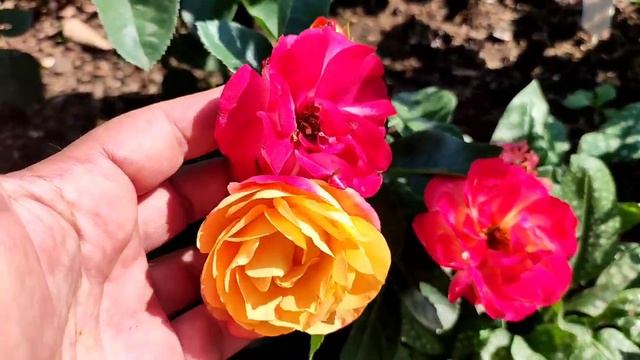 Капризы роз 2021.НеПолька,НеАлоха,НеУил Биинг.Розы Полины Козловой и Виолет Парфюм. смотреть онлайн