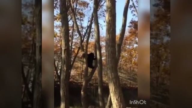 Медвежонок и енот Музыка смотреть онлайн